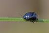 Chrysolina haemoptera